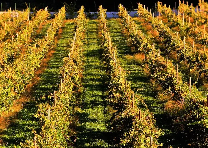 Fh Rural ホテル 4*